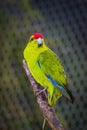 Close up image of a New Zealand Red-Crowned Parakeet