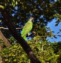 Red-crowned Parrot or Amazona viridigenalis in St. James, Trinidad Royalty Free Stock Photo