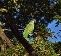 Red-crowned Parrot or Amazona viridigenalis in St. James, Trinidad Royalty Free Stock Photo