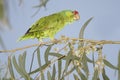 Red-crowned Parrot - Texas