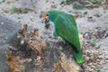 Red-crowned parrot Royalty Free Stock Photo