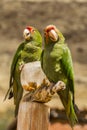 Red crowned parrots eating corn