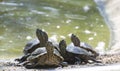 Red Crowned Roofed Turtles or Bengal roof turtle Batagur kachuga Royalty Free Stock Photo