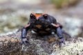 Red-crowned Toadlet Royalty Free Stock Photo