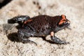 Red-crowned Toadlet Royalty Free Stock Photo