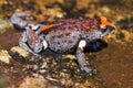 Red-crowned Toadlet Royalty Free Stock Photo