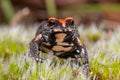 Red-crowned Toadlet Royalty Free Stock Photo