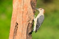 Red crowned woodpecker pecking for bugs Royalty Free Stock Photo