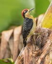 Red Crowned Woodpecker