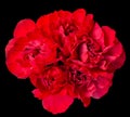 Red Crushed Carnation Heads Royalty Free Stock Photo