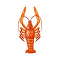 Red crustacean. Animal crawfish. Vector object on a white background.