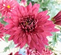 Red crysanthemum flower in pot Royalty Free Stock Photo