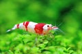 REd crystal shrimp Royalty Free Stock Photo