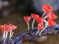 Red cup fungi or Champagne mushroom Royalty Free Stock Photo