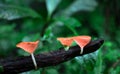 Red cup fungus Cookeina speciosa Royalty Free Stock Photo