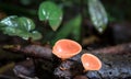 Red cup fungus Cookeina speciosa Royalty Free Stock Photo