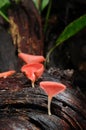 Red cup mushroom in rain-forest Royalty Free Stock Photo