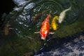 The red cupid pulled its head out of the water, swims close to the shore and splashes in the water. Koi carp are ornamental Royalty Free Stock Photo