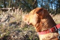 Red cur dogs head pink wild flowers