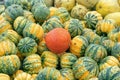 Red curi squash (Curcurbita maxima) between some winter squash pumpkins.