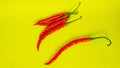 The Red Curly chili (Capsicum annum L.) Royalty Free Stock Photo