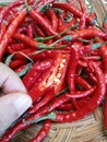 Red curly chili peppers. It has quite a spicy taste. Flavor enhancer in cooking. Royalty Free Stock Photo