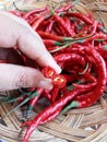 Red curly chili peppers. It has quite a spicy taste. Flavor enhancer in cooking. Royalty Free Stock Photo