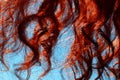 Red curly curls close-up