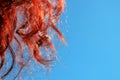 Red curly curls close-up