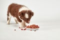 Red curly puppy eating a tasty dog food on white Royalty Free Stock Photo