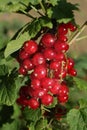 Red currand outdoor Royalty Free Stock Photo