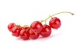 Red currant Royalty Free Stock Photo