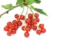 Red currant