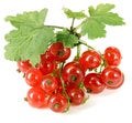 Red currant Royalty Free Stock Photo
