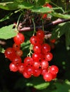 Red currant Royalty Free Stock Photo