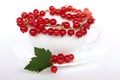 Red currant