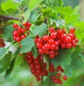 Red currant Royalty Free Stock Photo