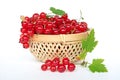 Red currant