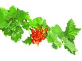 Red currant