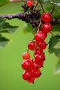 Red currant