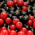 Red currant Royalty Free Stock Photo