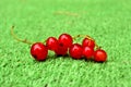 Red currant on the background