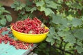 Red currant on the banch 2