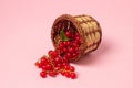 Red currant in a basket on a pink background. Fresh ripe red currant. Royalty Free Stock Photo