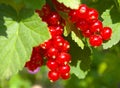 Red currant Royalty Free Stock Photo
