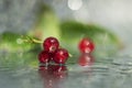 Red currant beries with water drops
