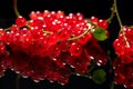 Red currant berries on black background, close up. Fresh and juicy organic redcurrant berry macro shot