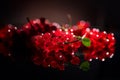 Red currant berries on black background, close up. Fresh and juicy organic redcurrant berry Royalty Free Stock Photo