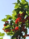 Red currant berries on a branch Royalty Free Stock Photo
