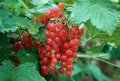 Red currant berries on branch with drops after rain. Ripe red currant close-up as background